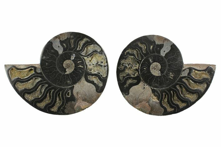 Cut/Polished Ammonite Fossil - Unusual Black Color #132707